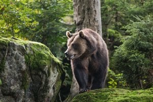 Hľadali jedlo a samice. Príbeh troch medveďov, ktorí prešli kus Slovenska (interaktívne mapy)