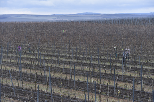 Škody způsobené mrazem na úrodě vinařů v ČR budou ve stovkách milionů korun