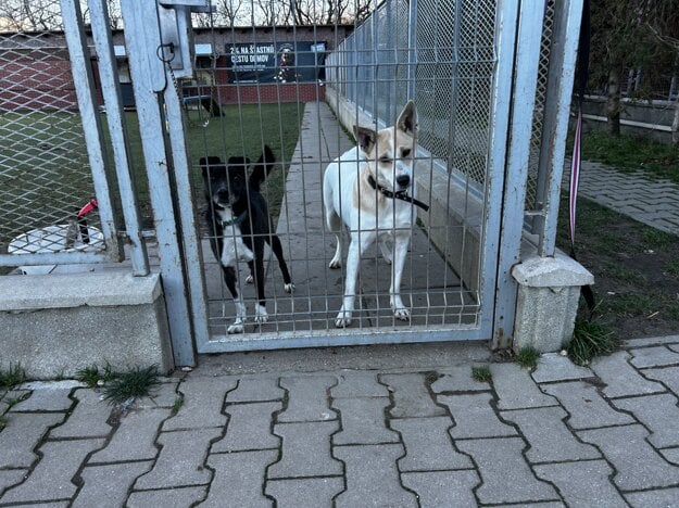 Psí útulok na bratislavských Poliankach nespí ani na sviatky. Prijíma dary aj pomocníkov